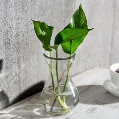 透明玻璃瓶水培植物容器绿萝养花小花瓶干花插花客厅摆件装饰花盆